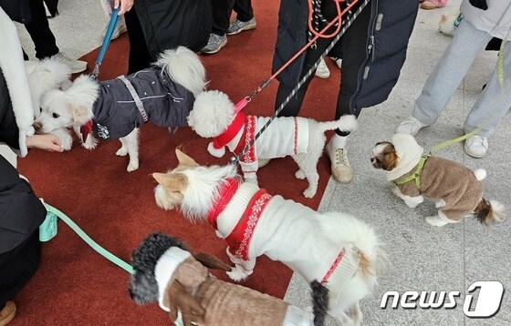 도우미견나눔센터에서 보호 받다가 새 가족을 만난 강아지들 © 뉴스1 최서윤 기자