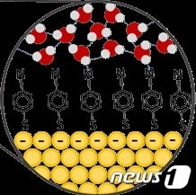 금(Au) 표면의 흡착 분자와 주변의 물 분자들을 나타낸 그림.(IBS 제공)/뉴스1