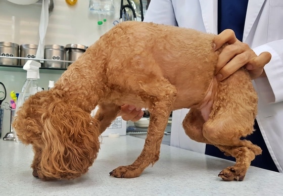 슬개골 탈구 진단을 받은 강아지(청담우리동물병원 제공) © 뉴스1