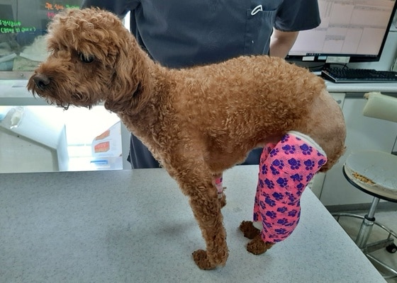 슬개골 탈구 수술을 받은 강아지(청담우리동물병원 제공) © 뉴스1