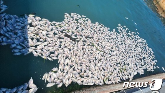 전남 여수시 돌산 가두리 양식장에서 물고기가 집단폐사해 물 위에 떠올라있다.(독자 제공)2023.2.28/뉴스1