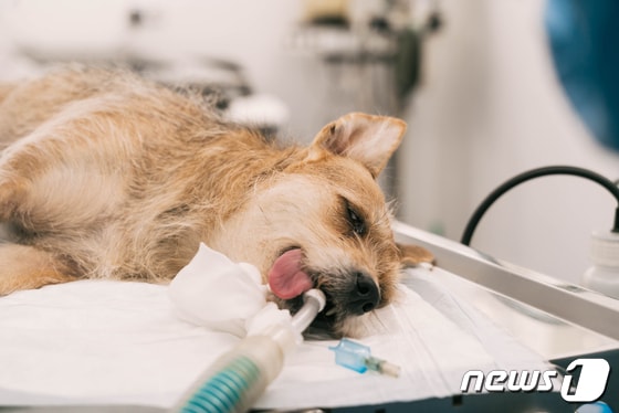 동물병원에서 치료 받고 있는 강아지 /뉴스1