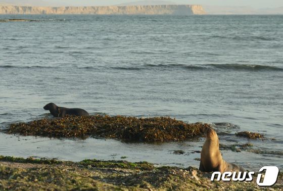 페루의 바다사자들 © AFP=뉴스1