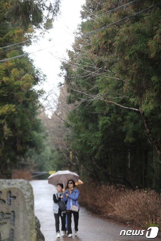 12일 오후 제주 사려니숲길에서 나들이객들이 우산을 쓴 채 산책을 하고 있다. 2022.3.12/뉴스1 © News1 강승남 기자
