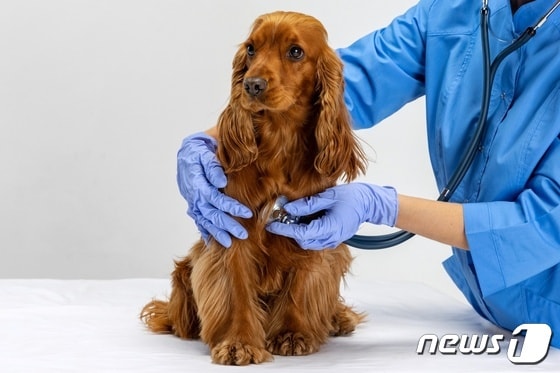 동물병원에서 심장 건강검진을 받고 있는 강아지(자료사진 이미지투데이) © 뉴스1