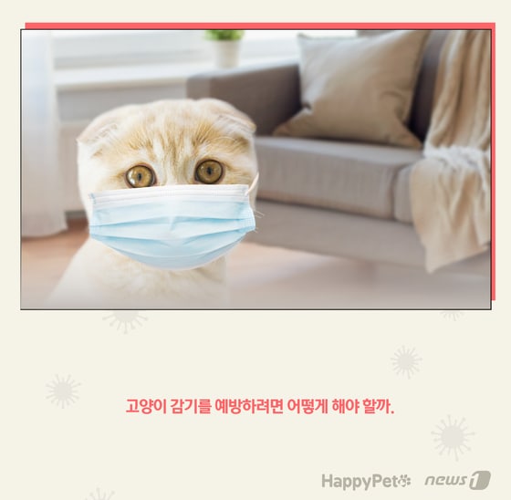 고양이 감기 펫카드 © 뉴스1