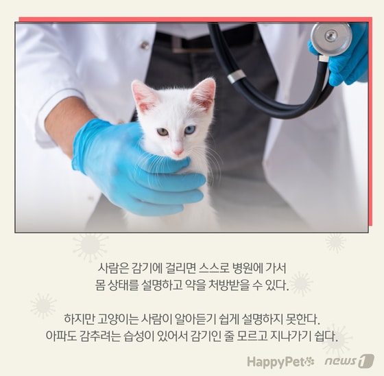 고양이 감기 펫카드 © 뉴스1