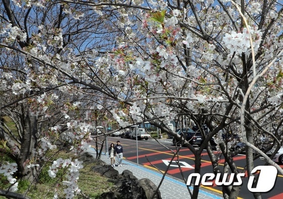 18일 오후 제주시 도두동 도두봉 인근에 벚꽃이 활짝 피어있다. 2023.3.18/뉴스1 © News1 고동명 기자