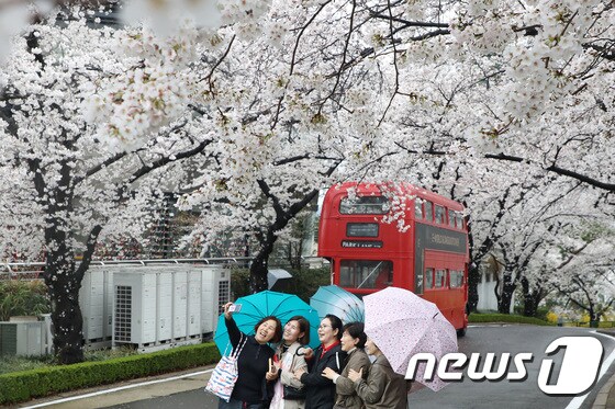 봄비가 내린 지난 23일 오후 대구 달서구 이월드를 찾은 시민들이 활짝 핀 벚꽃 아래서 기념사진을 찍고 있다. 2023.3.23/뉴스1 © News1 공정식 기자