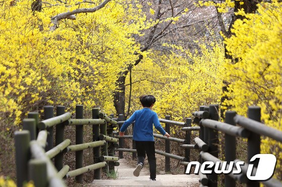 23일 오후 개나리 축제가 열리는 서울 성동구 응봉산에서 어린이가 활짝 핀 개나리 산책로를 달리고 있다. 2023.3.23/뉴스1 © News1 구윤성 기자