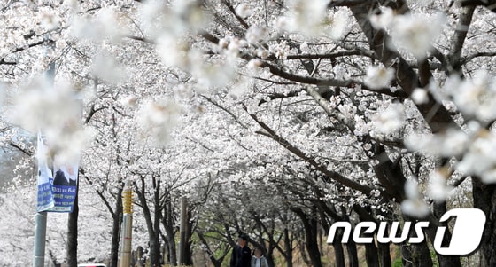 완연한 봄날씨를 보인 26일 전북 전주시 조경단로 일원에 벚꽃이 활짝 피어있다. 2023.3.26/뉴스1 © News1 유경석 기자