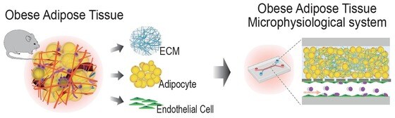 탈세포화된 지방조직을 활용한 지방세포의 배양 플랫폼 구축 및 비만 AT MPS 모델 개발 모식도. (UNIST 제공)