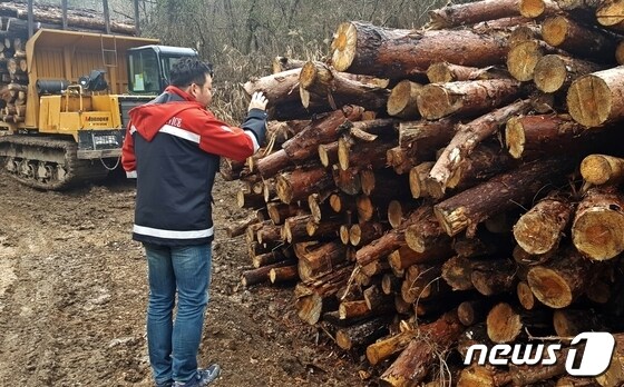 충북 괴산군이 소나무재선충병 확산 방지를 위해 오는 22일까지 소나무류 이동 특별단속을 진행한다.(자료사진) / 뉴스1