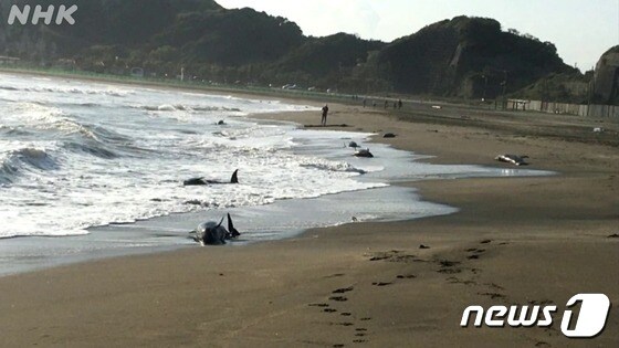 일본 해안가에서 돌고래 30여 마리가 자초돼 일부 폐사하며 대지진의 전조일 수 있다는 불안감이 커지고 있다.(NHK방송 갈무리)