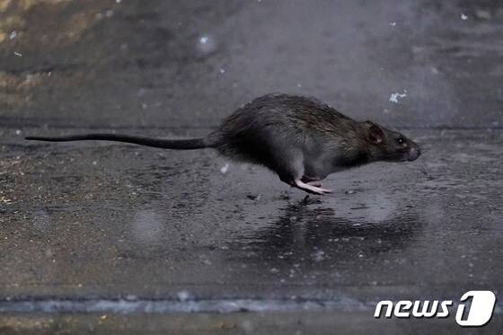 미국 뉴욕시가 쥐 퇴치를 담당하는 최초의 '쥐 퇴치 총책'(rat czar)을 임명하면서 '쥐 와의 전쟁'에 나섰다. 사진은 뉴욕 맨해튼 인도를 누비는 쥐. © 로이터=뉴스1 © News1 박재하 기자
