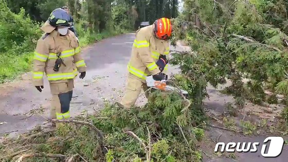 태풍급 강풍이 몰아치고 있는 18일 오전 제주시 도남동의 한 도로에 소나무가 쓰러져 있다.(제주소방서 제공)2023.4.18/뉴스1