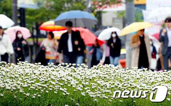 비가 내린 25일 광주 북구 공무원들이 점심식사를 마치고 우산을 쓴 채 오후 업무를 위해 청으로 복귀하고 있다. (광주 북구 제공)2023.4.25/뉴스1