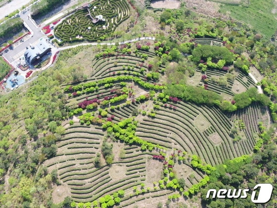 전남 해남군은 두륜산 도립공원의 녹차밭을 5월부터 무료 개방한다. (해남군 제공)/뉴스1 