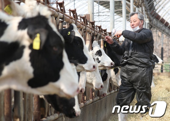 경기 안성시의 한 젖소 농가 2023.4.3/뉴스1 © News1 김영운 기자