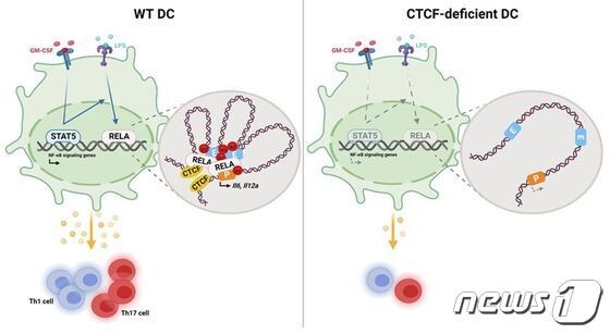 염증 반응 시에 CTCF 단백질이 없는 마우스에서는 면역세포(Th117 cell)가 반응하지 않았다/세브란스병원 제공
