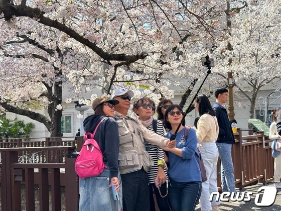 벚꽃을 배경으로 인증사진을 찍고 있는 대만관광객들의 모습© News1 윤슬빈 기자