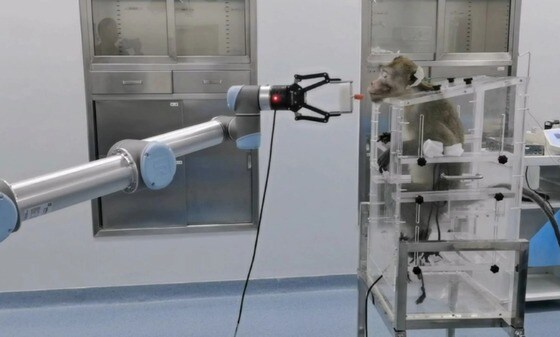 지난 4일 중국 난카이대 연구팀이 원숭이를 상대로 뇌-기계 인터페이스(BMI) 기술을 사용해 로봇팔을 조작하는 데 성공했다. (중국 난카이대 제공) 2023.05.04.