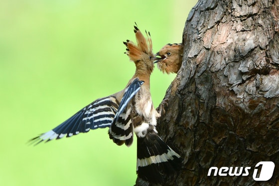 지난해 5월12일 경주시 황성공원의 나무에 둥지를 튼 후투티가 새끼들에게 먹이를 주고 있다.2023.5.12/뉴스1 © News1 최창호 기자