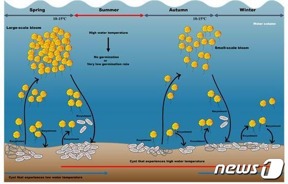 진해만에서 마비성패류독소 원인종 알렉산드리움 생존과 대발생 모식도(해양수산부 제공)