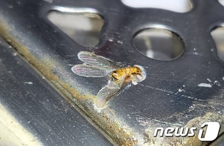 강남 논현동서 발견된 흰개미(환경부 제공)