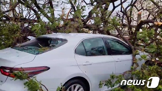 25일 '슈퍼 태풍' 마와르가 강타한 태평양 미국령 괌의 타무닝에서 쓰러진 나무가 차량을 덮쳐 파손된 모습이 보인다. 2023.5.25. © 로이터=뉴스1 © News1 우동명 기자
