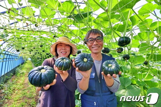 전남 해남군의 대표 특화작목인 공중재배 미니 밤호박 수확이 시작됐다. (해남군 제공)/뉴스1 © News1 
