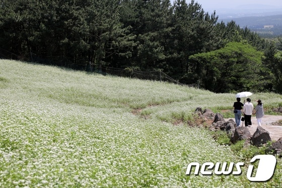 10일 오전 제주시 오라동 산간지역에 하얀 메밀꽃이 피어 눈길을 끌고 있다.2023.6.9/뉴스1 © News1 고동명 기자