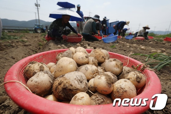 경북 고령군 개진면 한 감자밭에서 농민과 외국인 일꾼들이 구슬땀을 흘리며 부지런히 감자를 수확하고 있다. 2023.6.19/뉴스1 © News1 공정식 기자