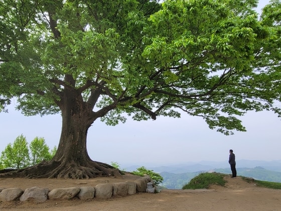 부여 가림성의 명물인 사랑나무(한국관광공사 제공)