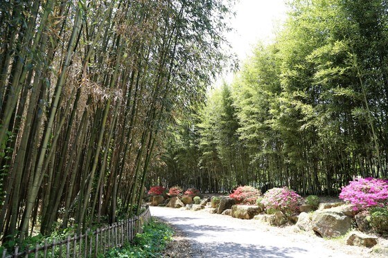 구룡마을 대나무숲. 한강 이남 최대의 대나무 군락지로 면적이 5만㎡에 달하는 대나무 숲이 빼곡하게 들어섰다(한국관광공사 제공)