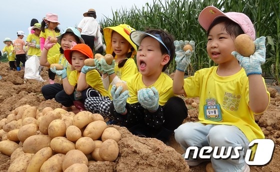 농촌진흥청 국립식량과학원에서 어린이들이 감자 캐기 체험을 하고 있다. (농촌진흥청 제공) 2023.6.20/뉴스1