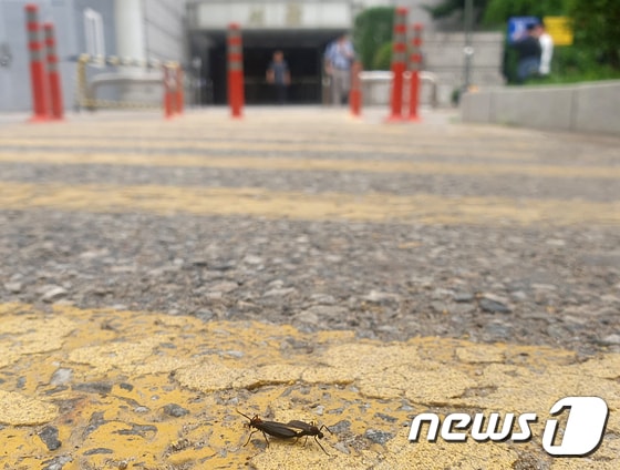 서울 서초구 서울중앙지법 주차장에서 발견된 붉은등우단털파리 모습. 2023.6.23/뉴스1 © News1 장수영 기자