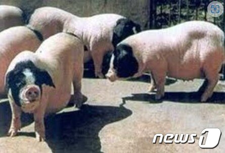 투엔드 흑돼지의 근접 촬영 사진 - 돼지 테마파크 홈피 갈무리