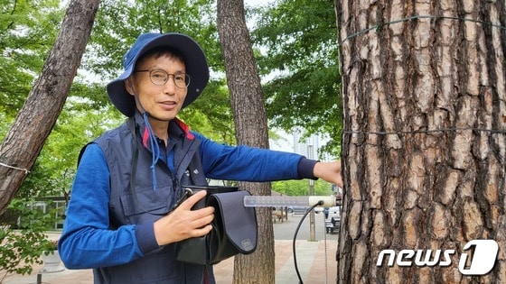 2일 경기도 화성시의 한 공원에서 나무의사 윤준원씨(61)가 나무의 활력도를 살펴보고 있다. 23.06.02/뉴스1 © 뉴스1 이비슬 기자