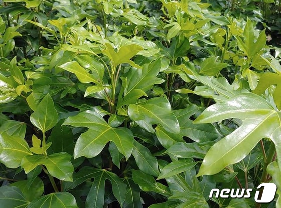 해남군 지역특화작목인 '해남황칠나무'가 황칠나무 품목으로는 전국 최초로 지리적 표시 제61호로 등록됐다. (해남군 제공)/뉴스1 © News1 