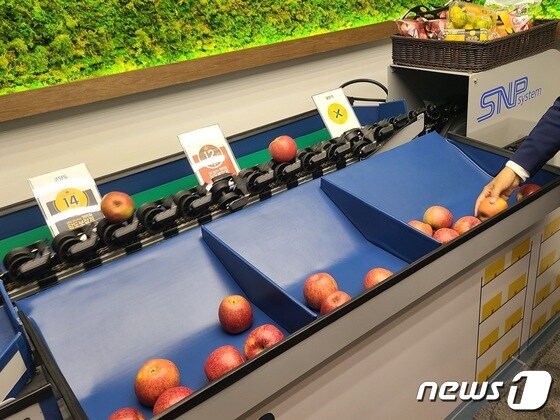 이마트에브리데이의 과일 당도 선별기를 통과해 자동 분류된 사과 © News1