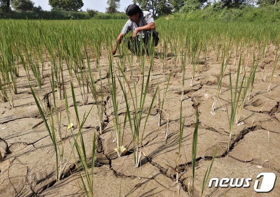 엘니뇨로 인한 가뭄 <자료사진> © 로이터=뉴스1