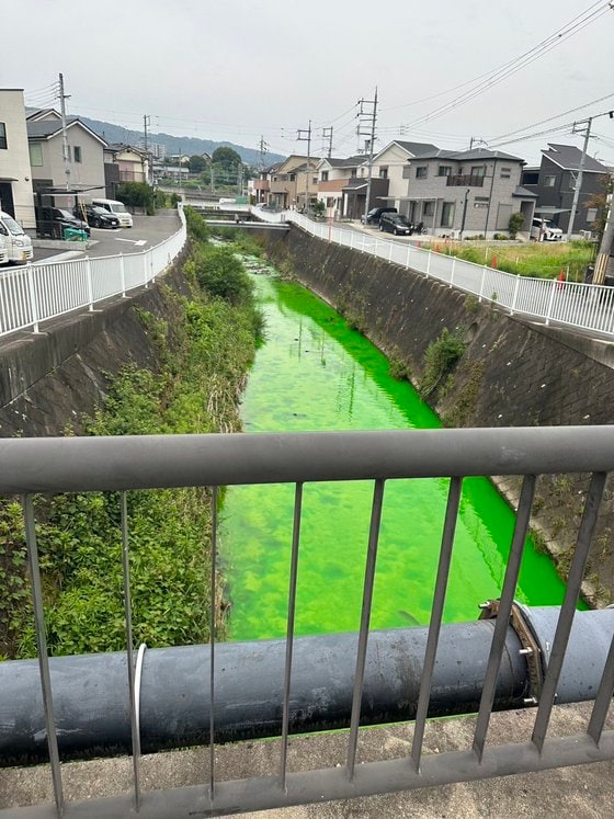 나라현 다쓰타강이 형광 초록빛을 띠고 있는 모습이 포착됐다. (일본 나라현 이코마시장 무라사키 마사시 트위터)