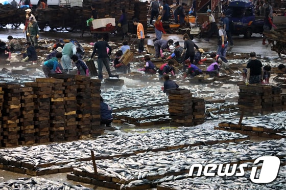 추석을 앞둔 부산 서구 부산공동어시장에서 경매로 낙찰된 고등어가 정리되고 있다. 2023.9.18/뉴스1 © News1 윤일지 기자