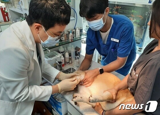 윤병국 청담우리동물병원장이 반려견에게 관절주사를 놓고 있다.(동물병원 제공) © 뉴스1