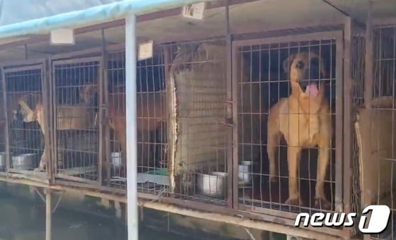 전북 김제시의 한 도축장에서 구조된 개들.(동물구조단체 어독스 제공)2023.7.25/뉴스1