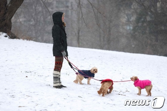 19일(현지시간) 눈 내린 미국 뉴욕의 센트럴파크에서 강아지 3마리가 산책을 하고 있다. 2024.01.19 © AFP=뉴스1 © News1 정지윤 기자