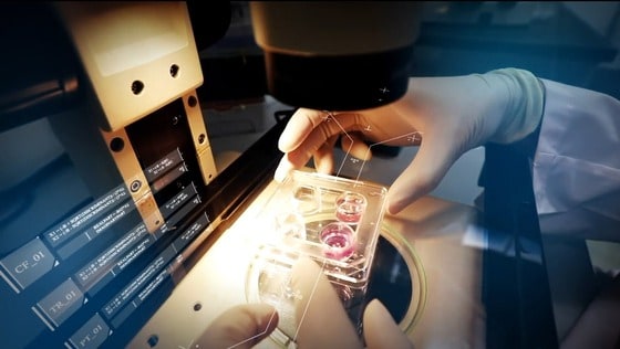 한국생명공학연구원 연구실에서 제조된 오가노이드를 현미경으로 관찰하는 모습(한국생명공학연구원 제공)