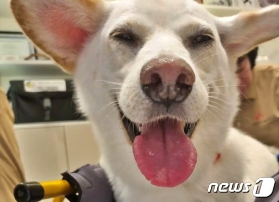 재활치료 받고 있는 강아지 순땅(bs._.soonddang 인스타그램) © 뉴스1
