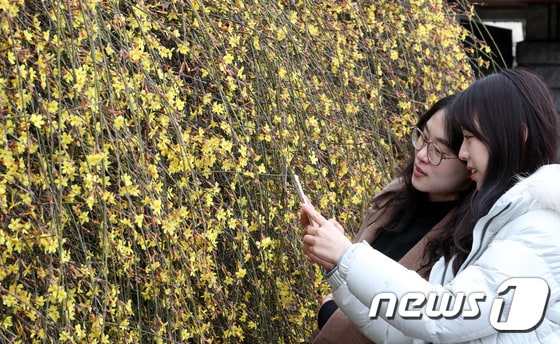 22일 대전 중구 유천동 주택가에 봄을 알리는 영춘화가 만개해 있다. 2024.2.22/뉴스1 © News1 김기태 기자